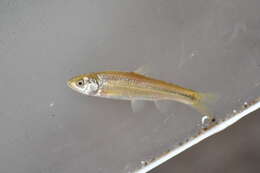 Image of Brassy minnow