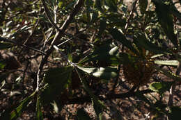 Sivun Banksia ornata F. Müll. ex Meissn. kuva