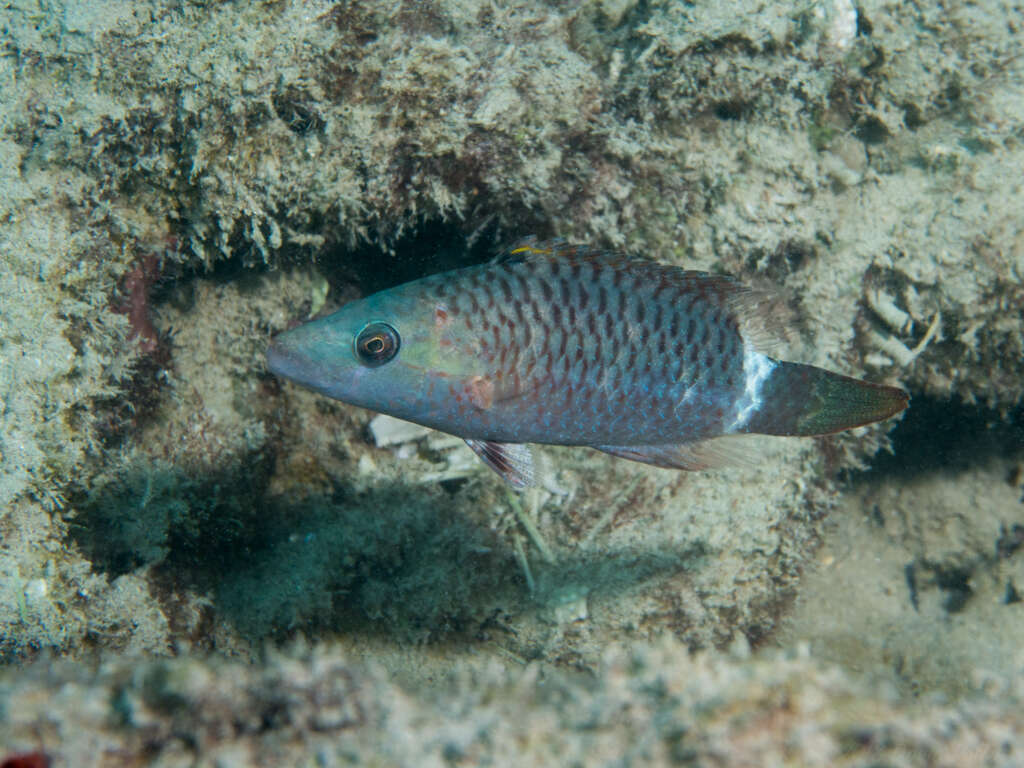 Image of Ringtail maori wrasse