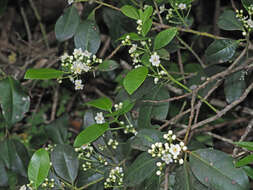 Imagem de Ilex canariensis Poir.