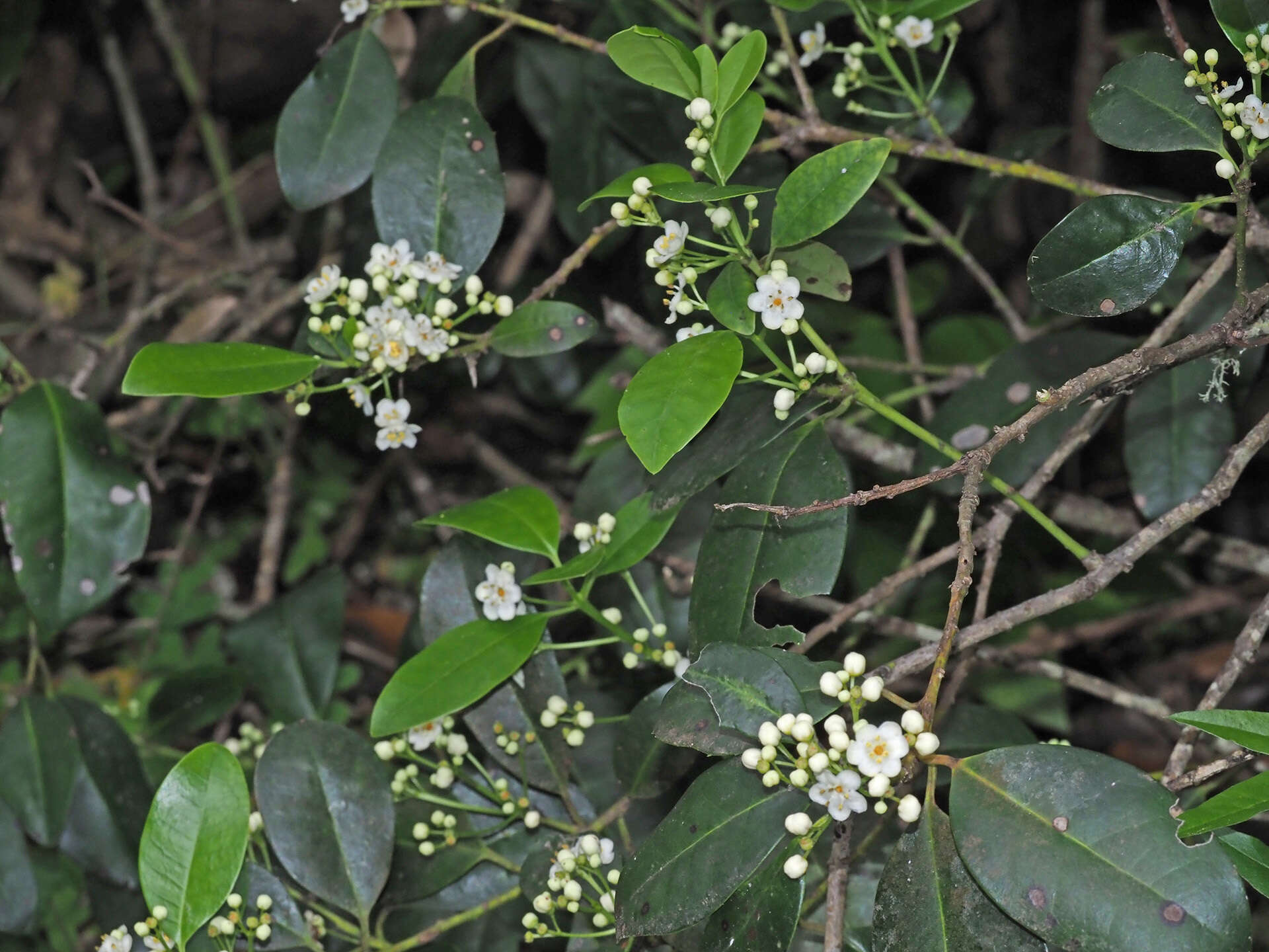 Image of Small-leaved holly