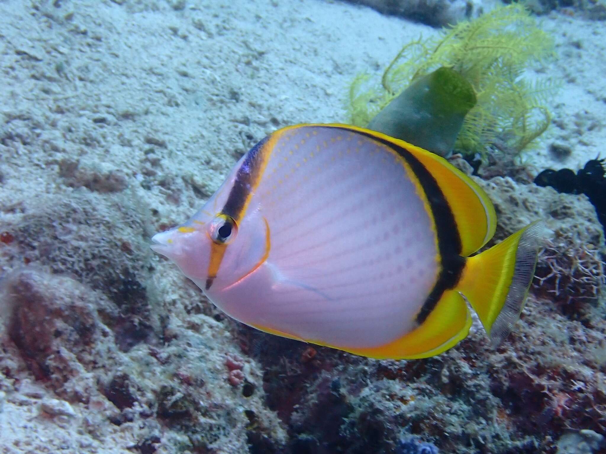 Image of Yellow-dotted butterflyfish