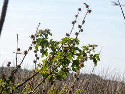 Image of Hibiscus diversifolius subsp. rivularis (Brem. & Oberm.) Exell