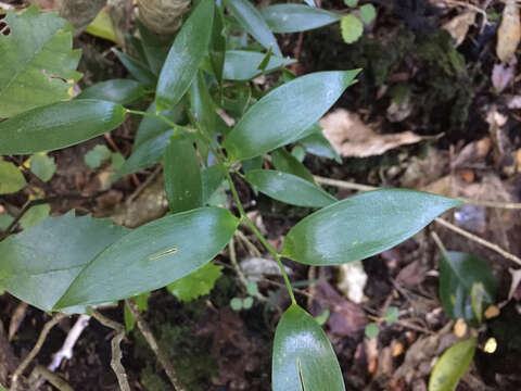 Image of Danae racemosa (L.) Moench