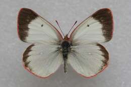 Image de <i>Colias palaeno europomene</i> Ochsenheimer 1816