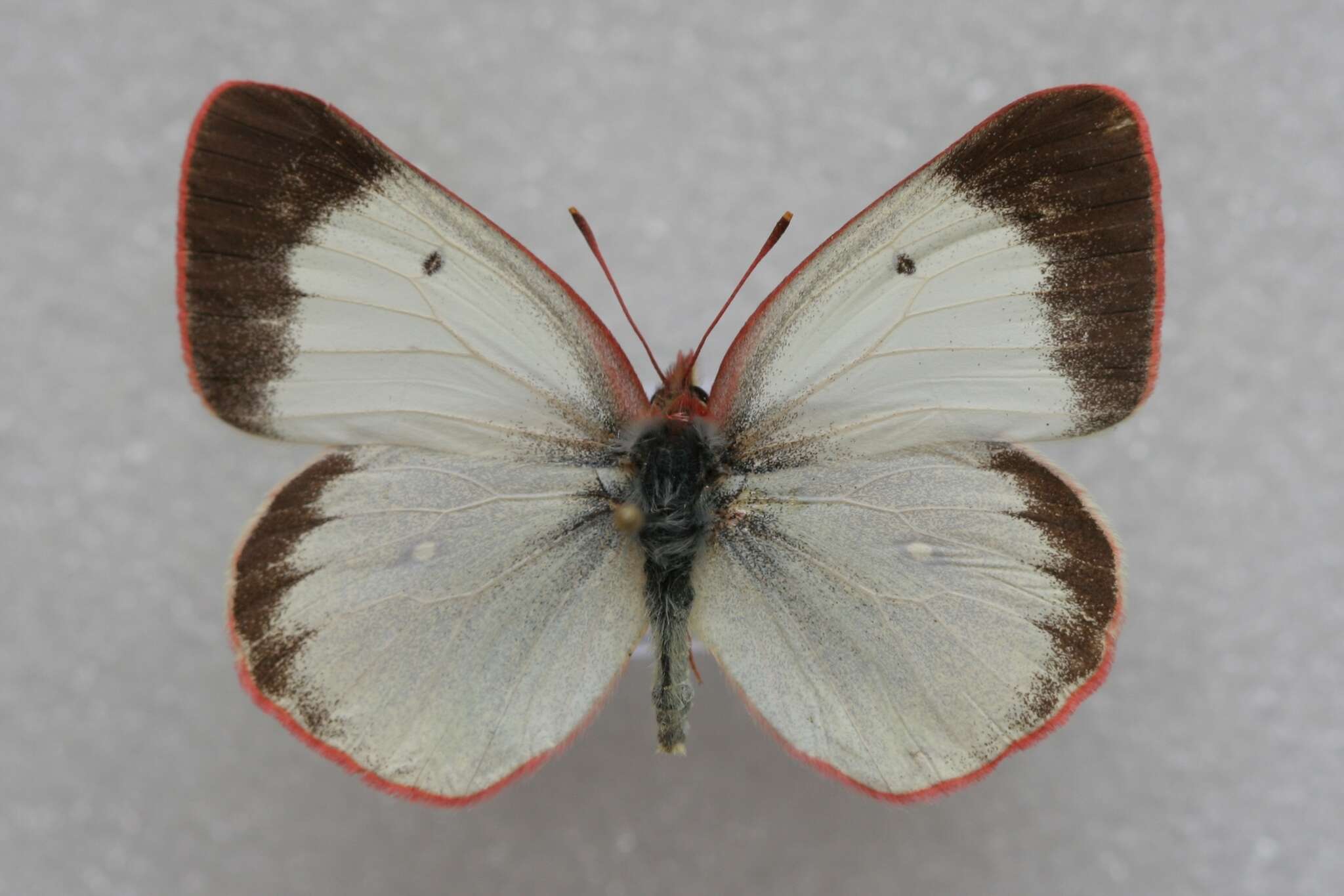 Image de <i>Colias palaeno europomene</i> Ochsenheimer 1816