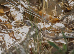 Image of Plateau Striped Whiptail