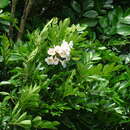 Image of Radermachera peninsularis Steenis