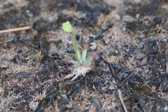 Image of Drosera dilatatopetiolaris Kondo