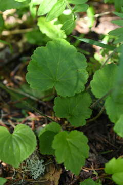 Image of threeparted miterwort