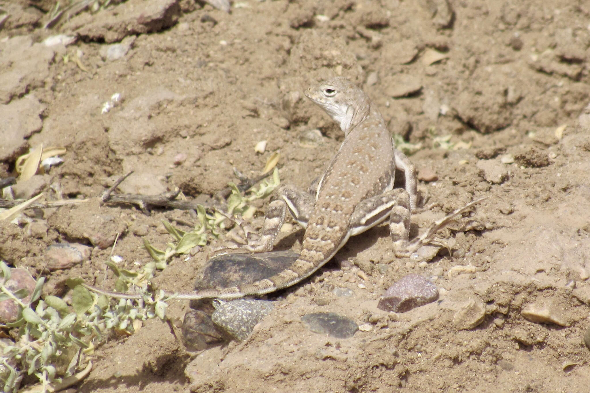 Sivun Callisaurus draconoides ventralis (Hallowell 1852) kuva