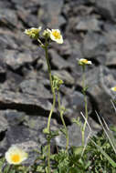 Image of Nevada cinquefoil