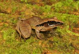 Image of Tilaran Robber Frog