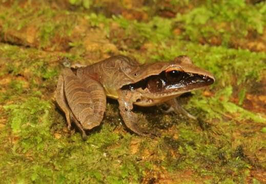 Image of Tilaran Robber Frog