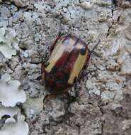 Image de Chondrorrhina picturata (Harold 1878)