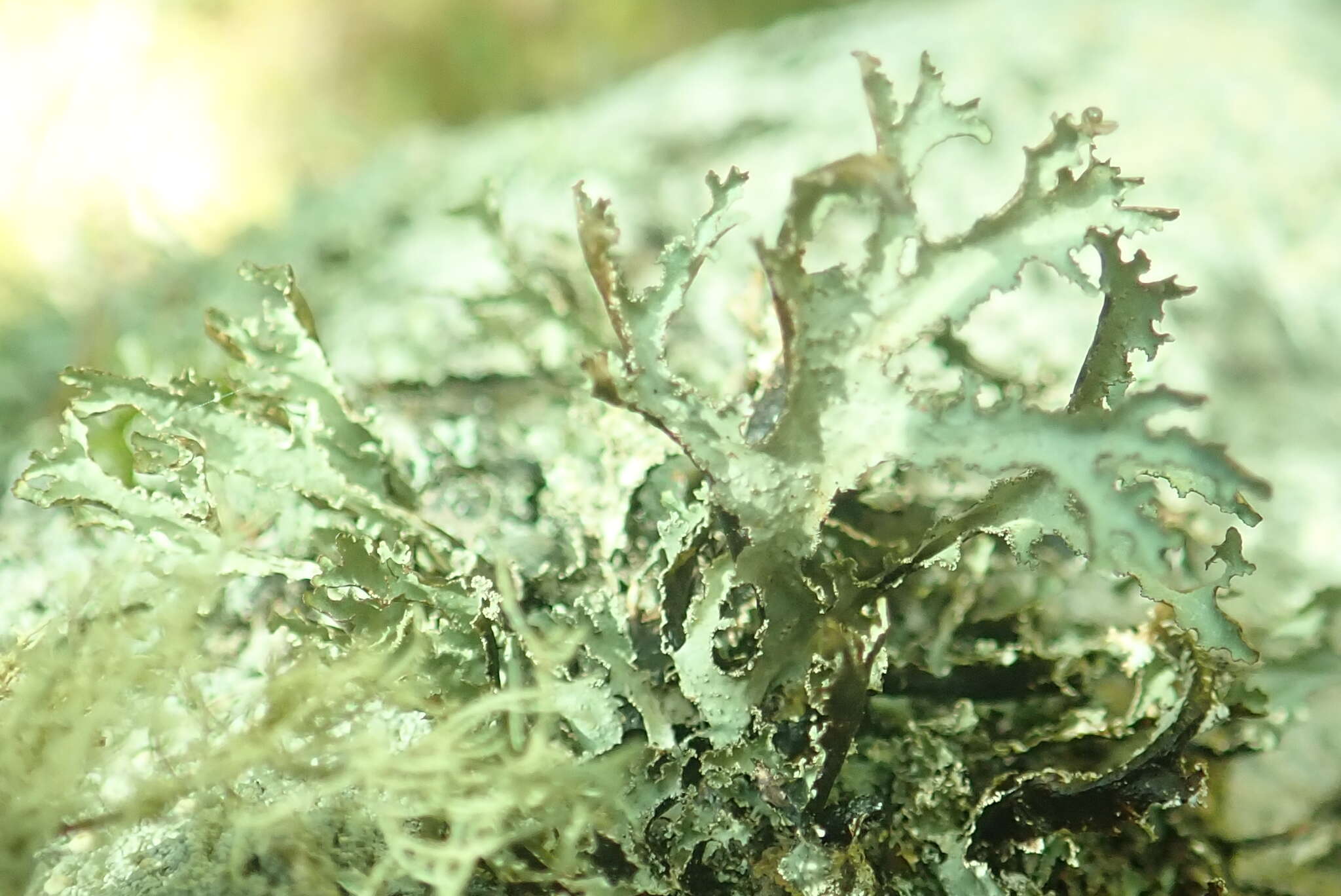 Image of Herre's ragged lichen