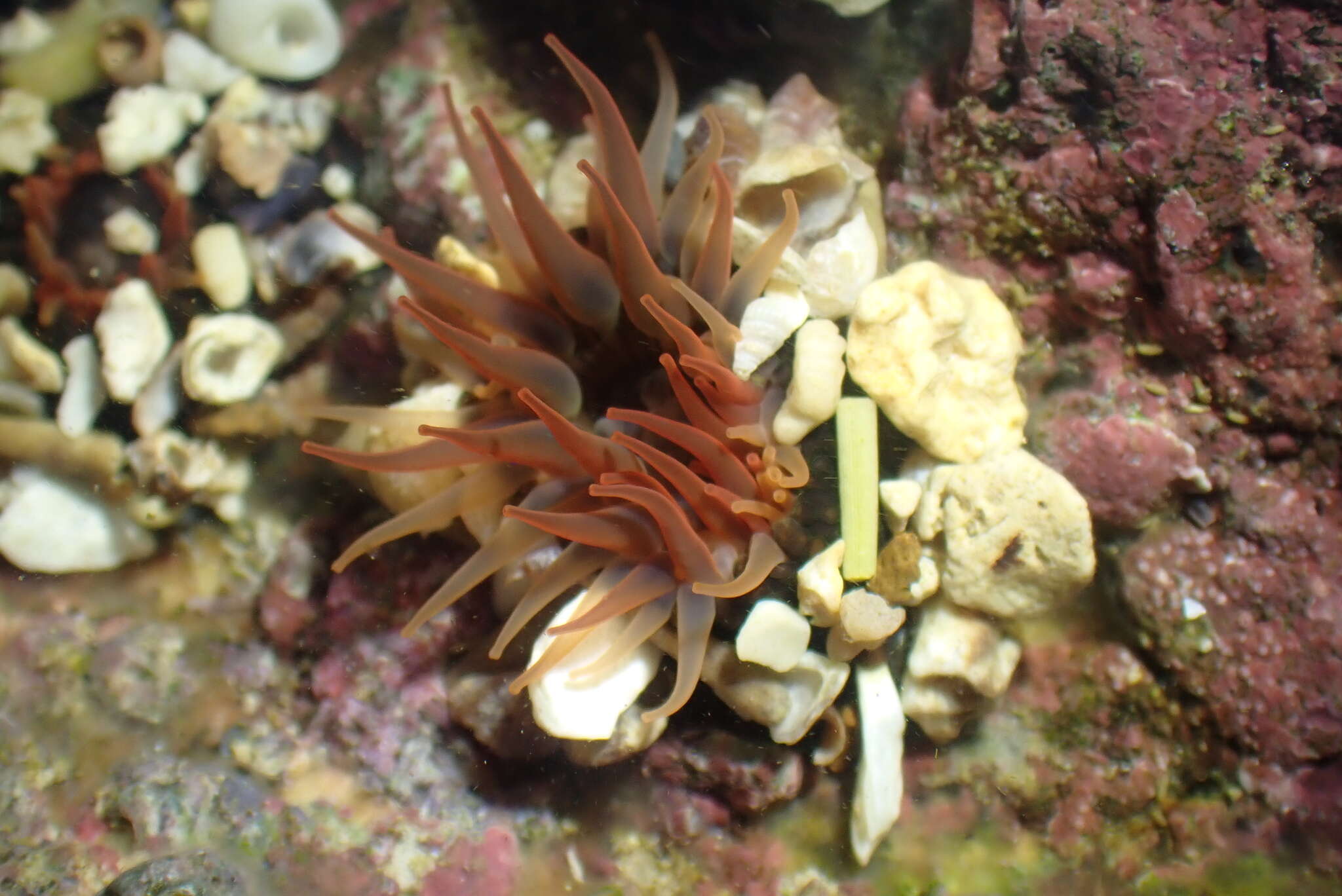 Image of Anthopleura nigrescens (Verrill 1928)