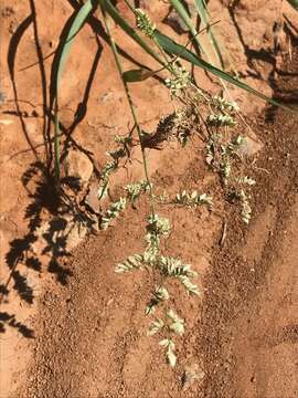 Image of African lovegrass