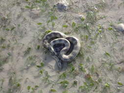 Image of North-western Mangrove Seasnake