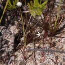 Sivun Utricularia kamienskii F. Muell. kuva
