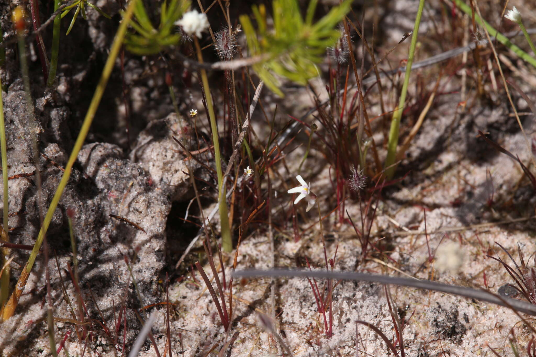 Image of Utricularia kamienskii F. Muell.