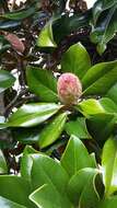 Image of southern magnolia