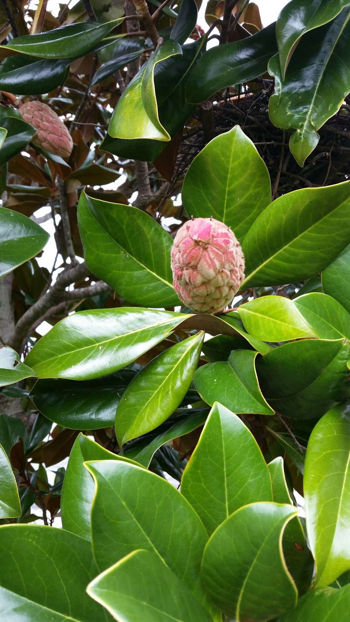 Image of southern magnolia