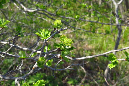 Image de Crataegus maximowiczii C. K. Schneid.