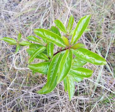 Image of Bahama Wild Coffee