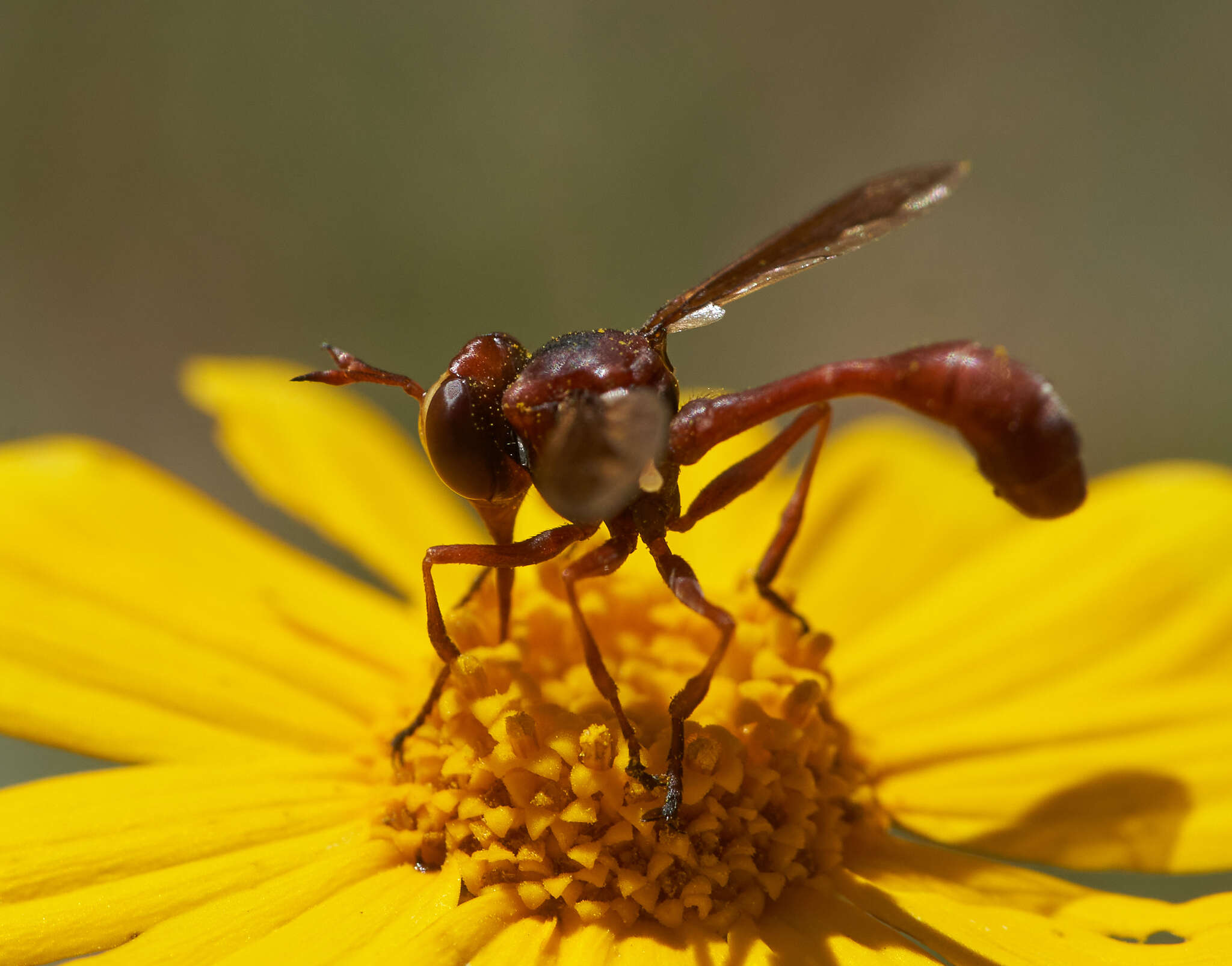 صورة Physocephala burgessi (Williston 1882)