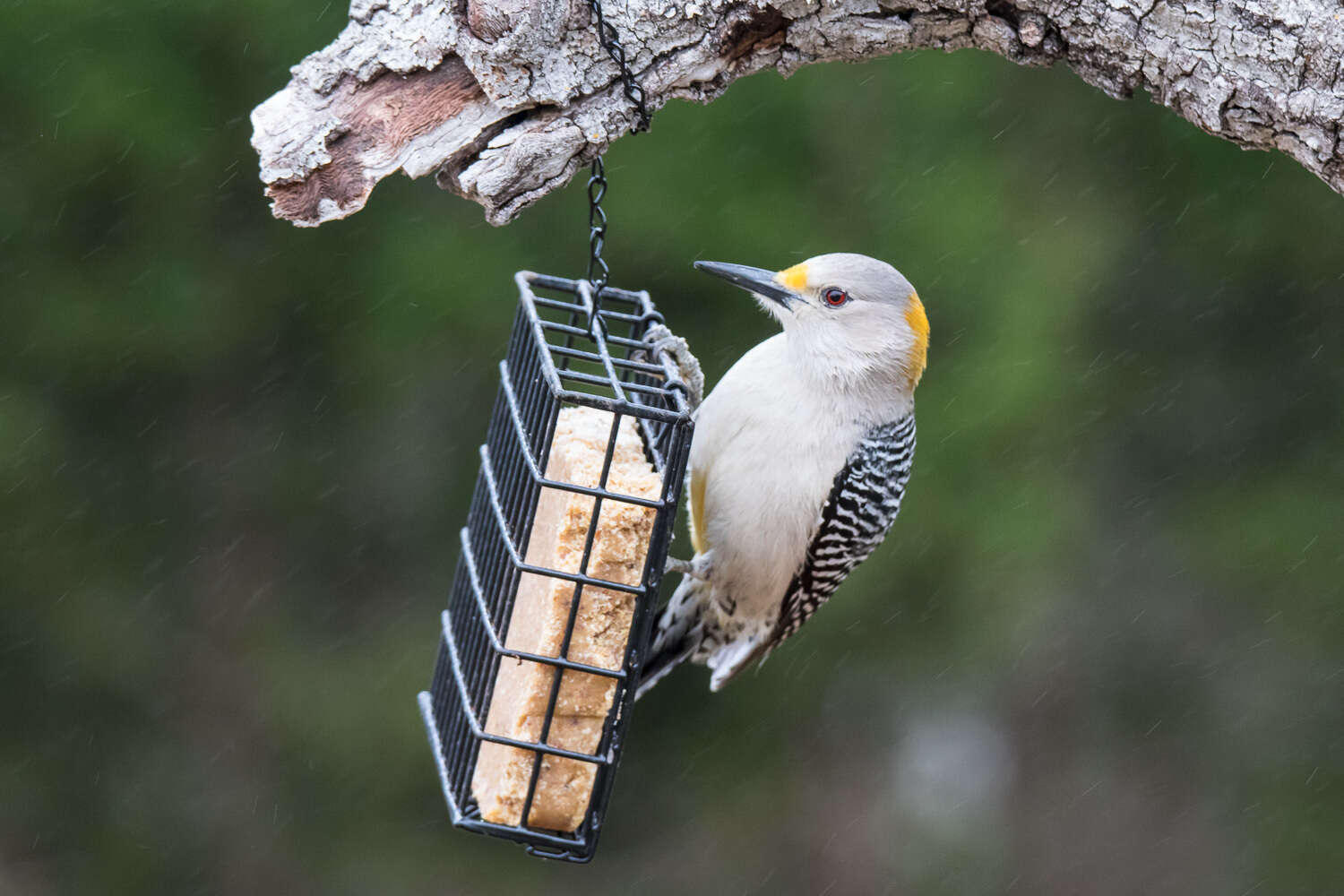 Image of Golden-fronted Woodpecker