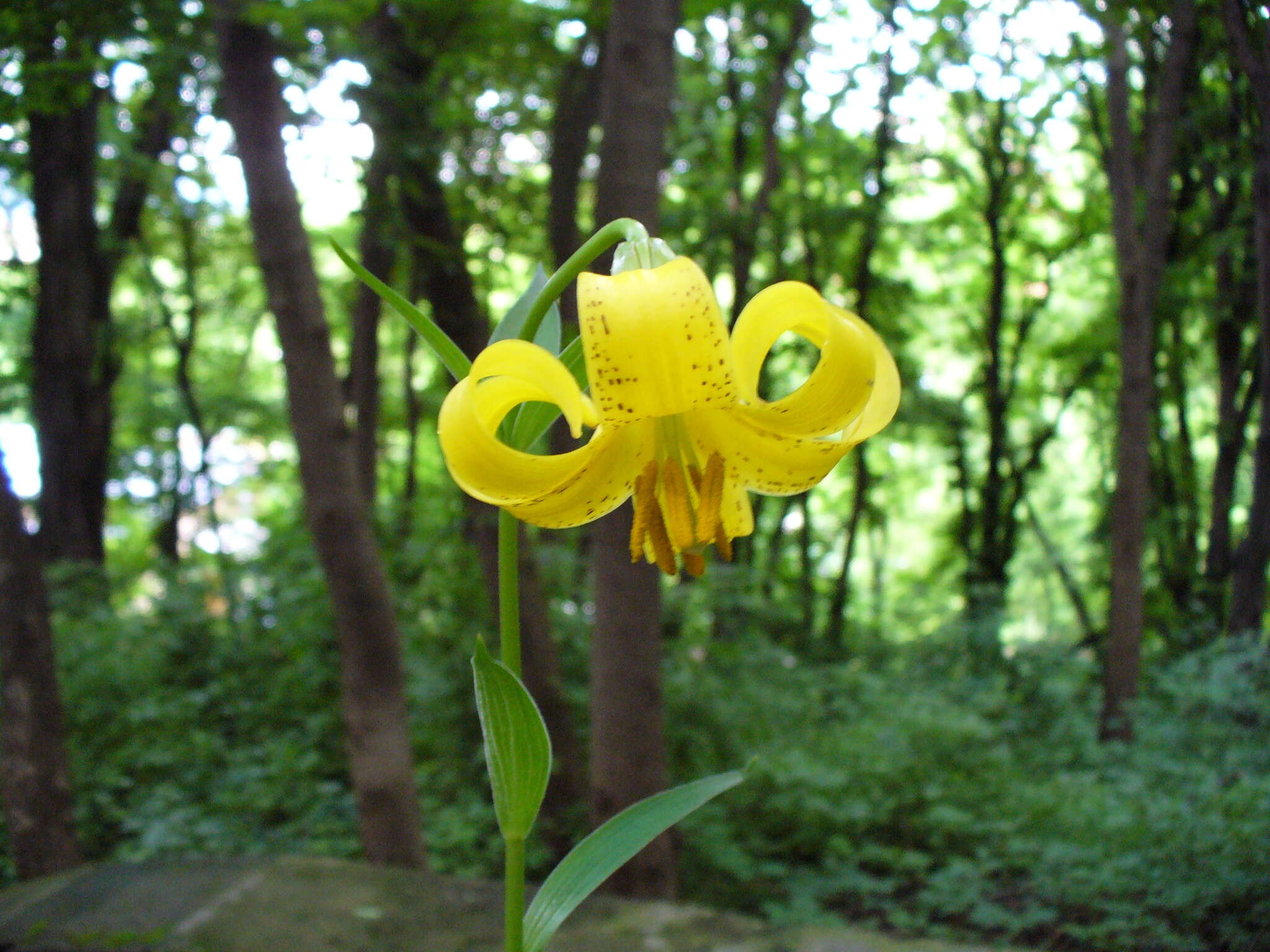 Image of Lilium monadelphum M. Bieb.