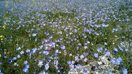 Image of Asian flax