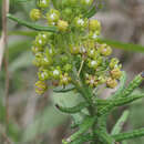 Image of Schizoglossum bidens subsp. bidens