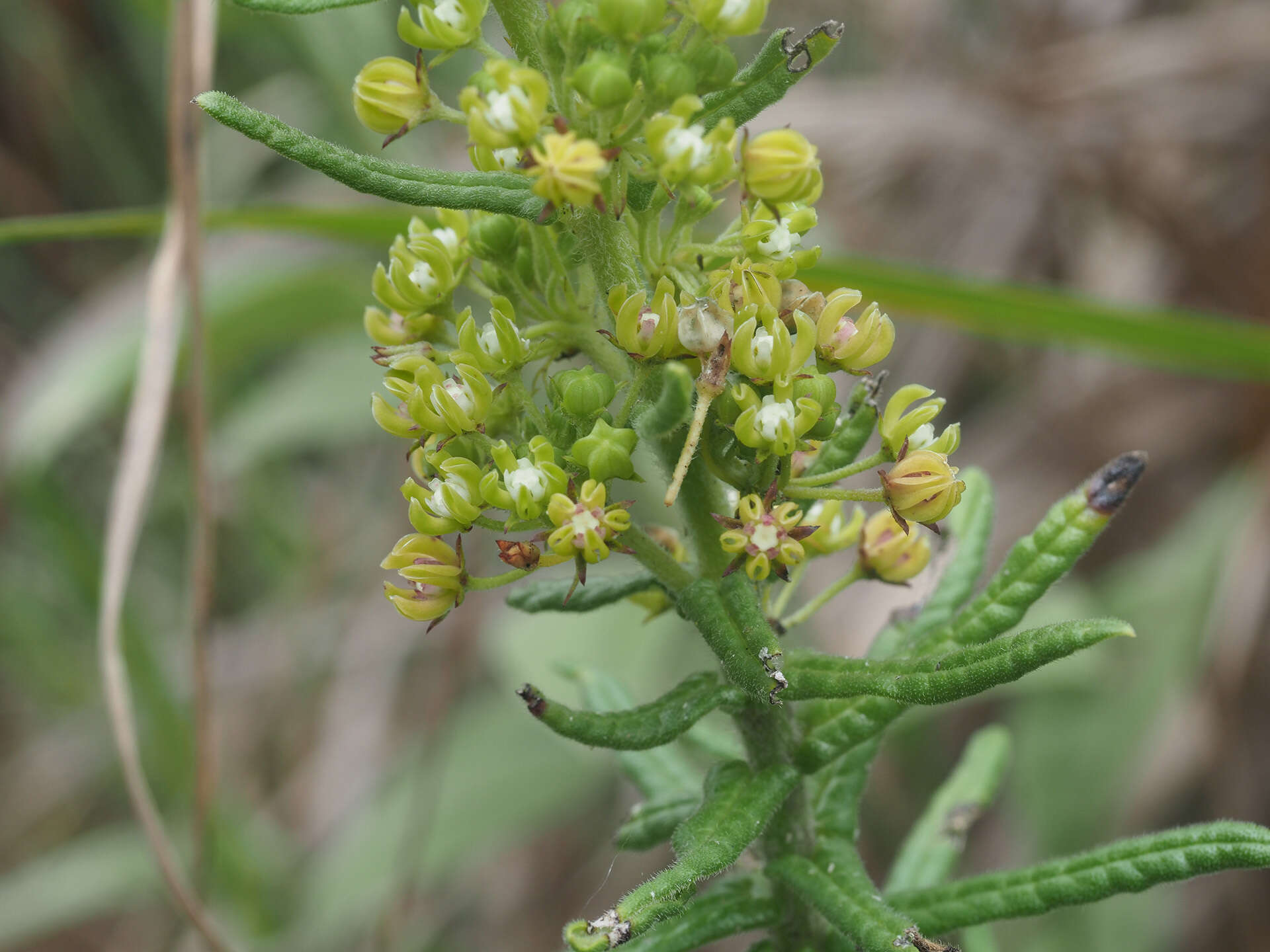 Schizoglossum bidens subsp. bidens的圖片