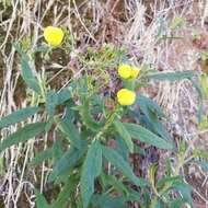 Image of Calceolaria angustifolia (Lindl.) Sweet