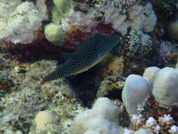 Canthigaster margaritata (Rüppell 1829) resmi