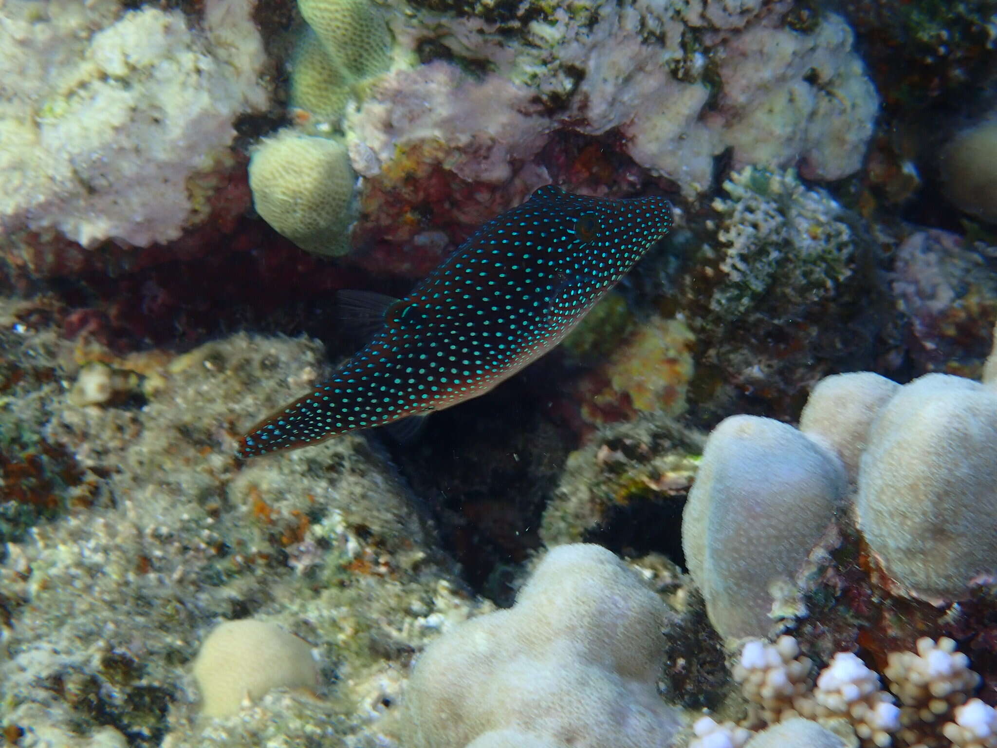 Canthigaster margaritata (Rüppell 1829) resmi