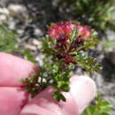 Image de Dodonaea humilis Endl.