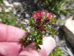 Image de Dodonaea humilis Endl.