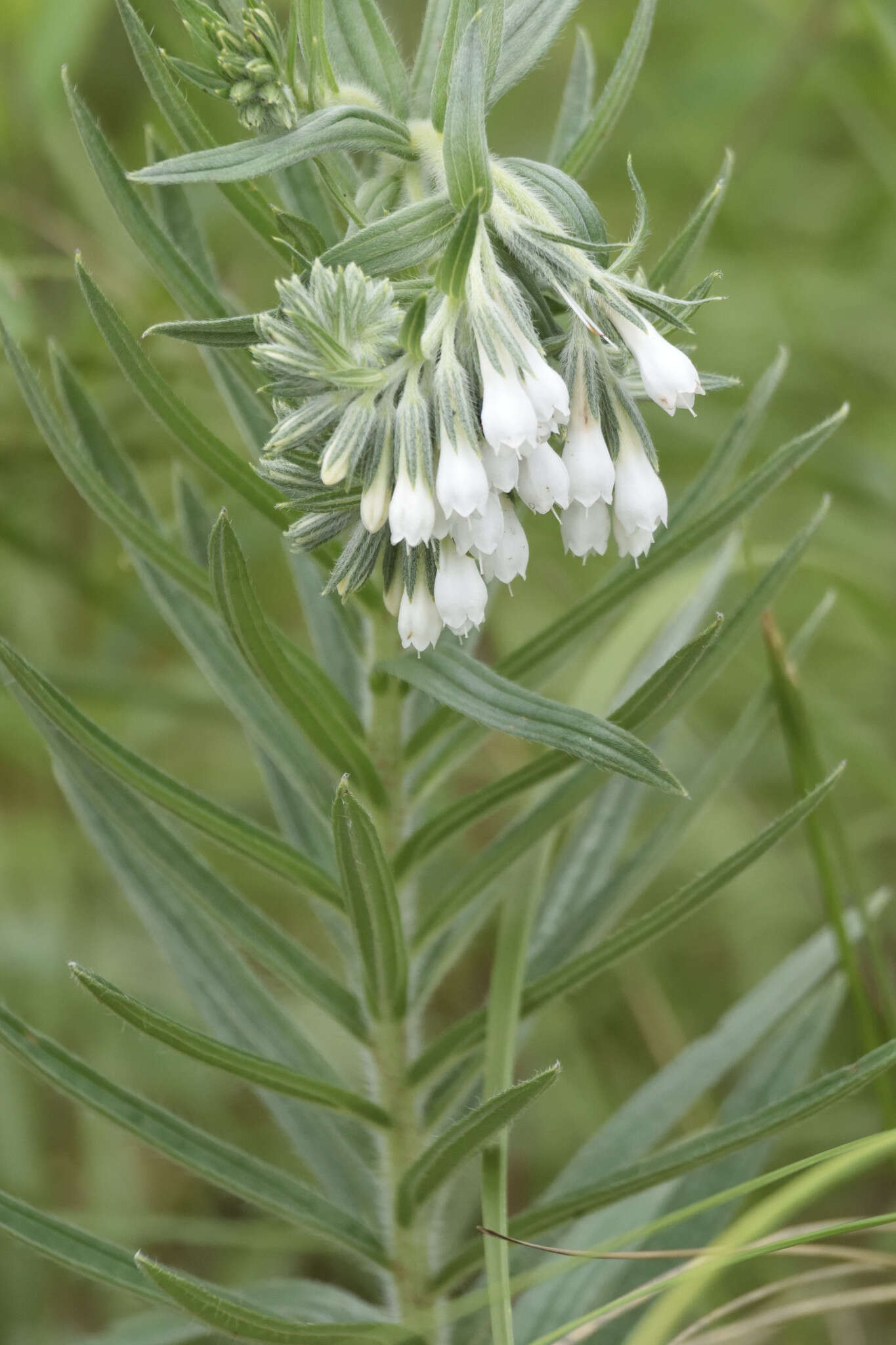 Слика од Lithospermum trinervium (Lehm.) J. I. Cohen