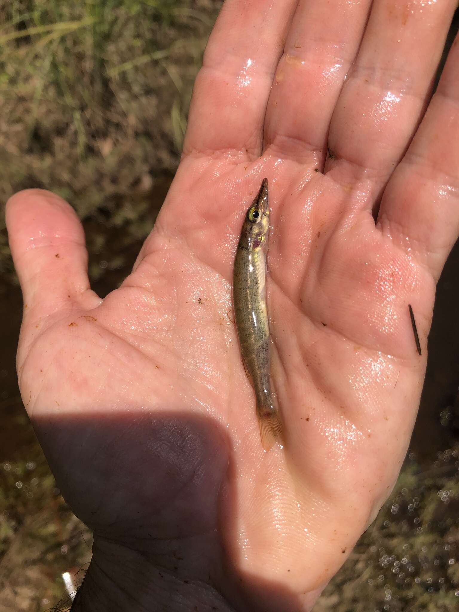 Sivun Esox americanus americanus kuva