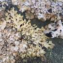 Image of shield lichen