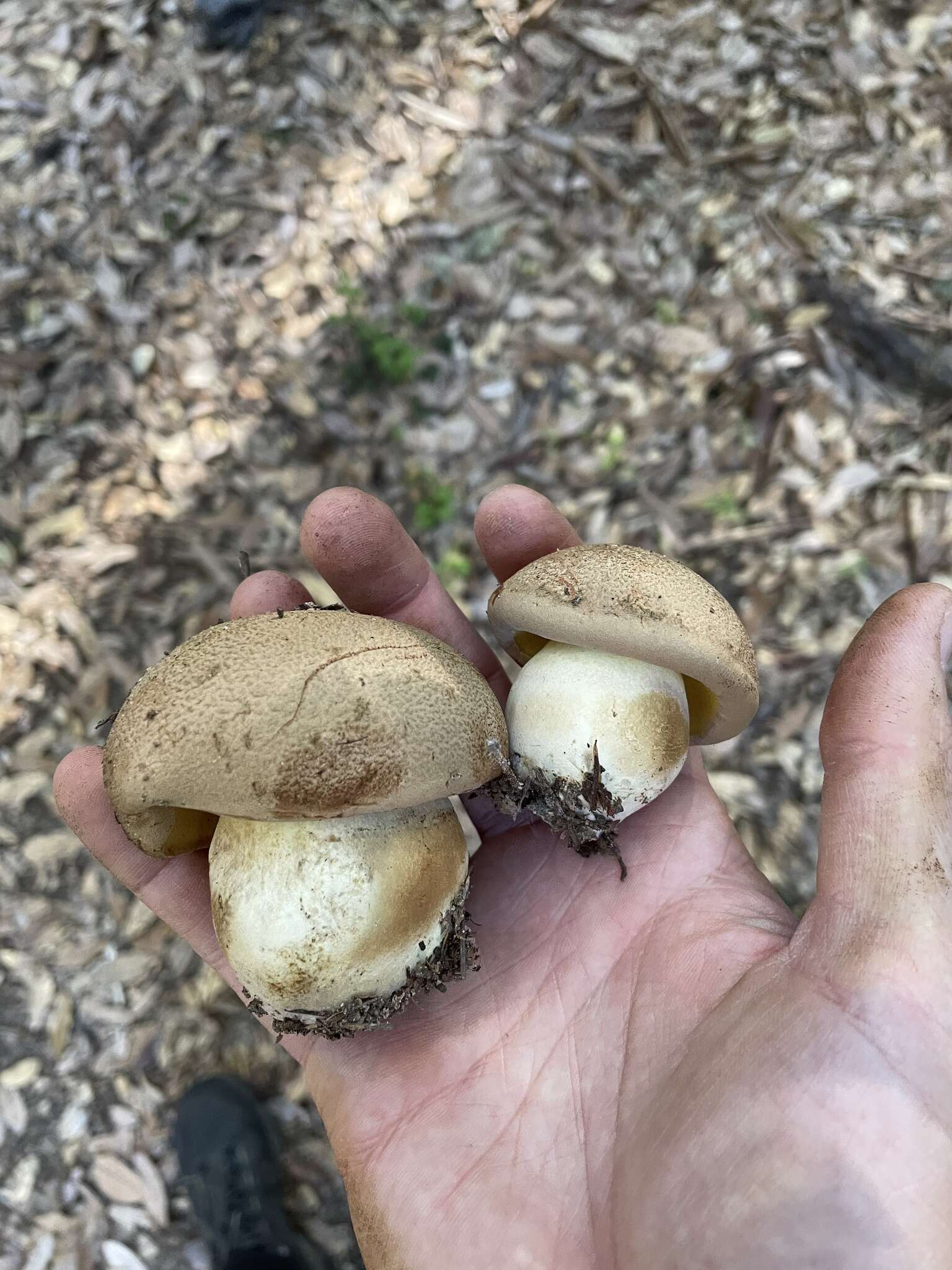 Image de Butyriboletus persolidus D. Arora & J. L. Frank 2014