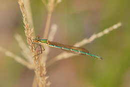 Image of Austrolestes cingulatus (Burmeister 1839)