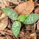 Image of Goodyera daibuzanensis Yamam.