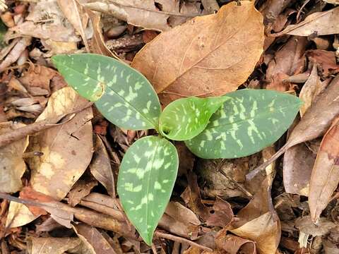 Image of Goodyera daibuzanensis Yamam.