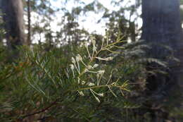 Image of Lomatia tinctoria (Labill.) R. Br.