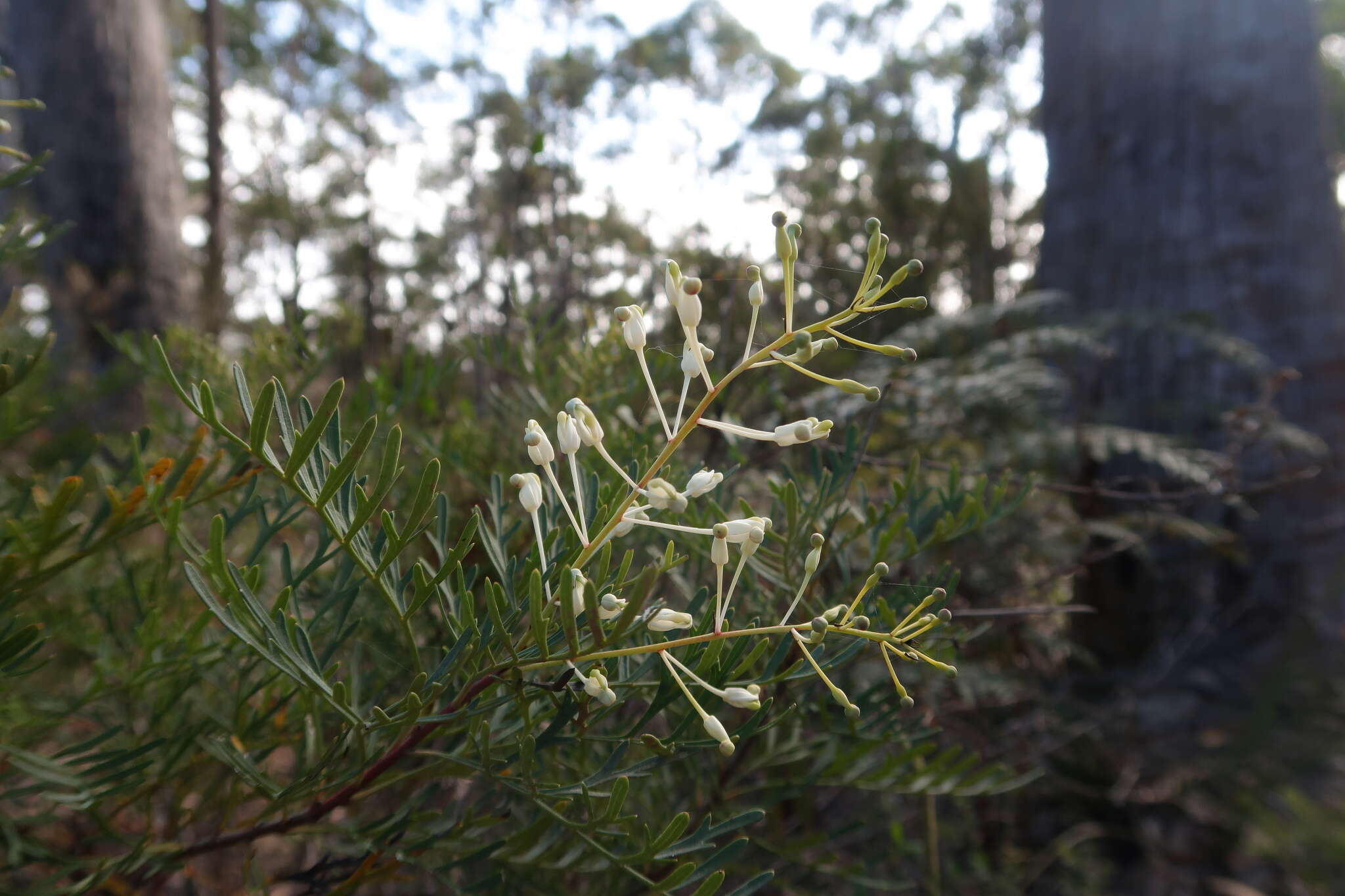 Image of Lomatia tinctoria (Labill.) R. Br.