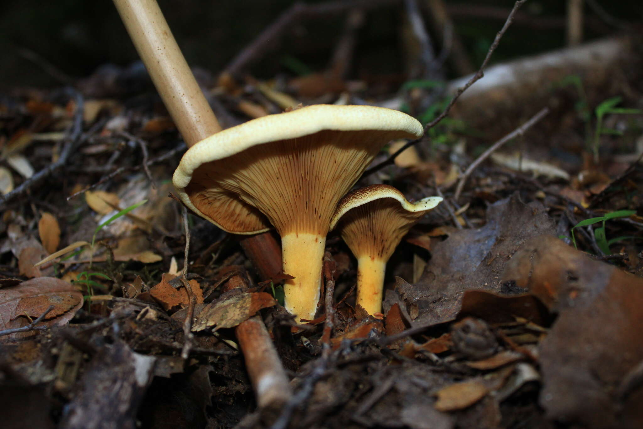 Image of Austropaxillus statuum (Speg.) Bresinsky & Jarosch 1999